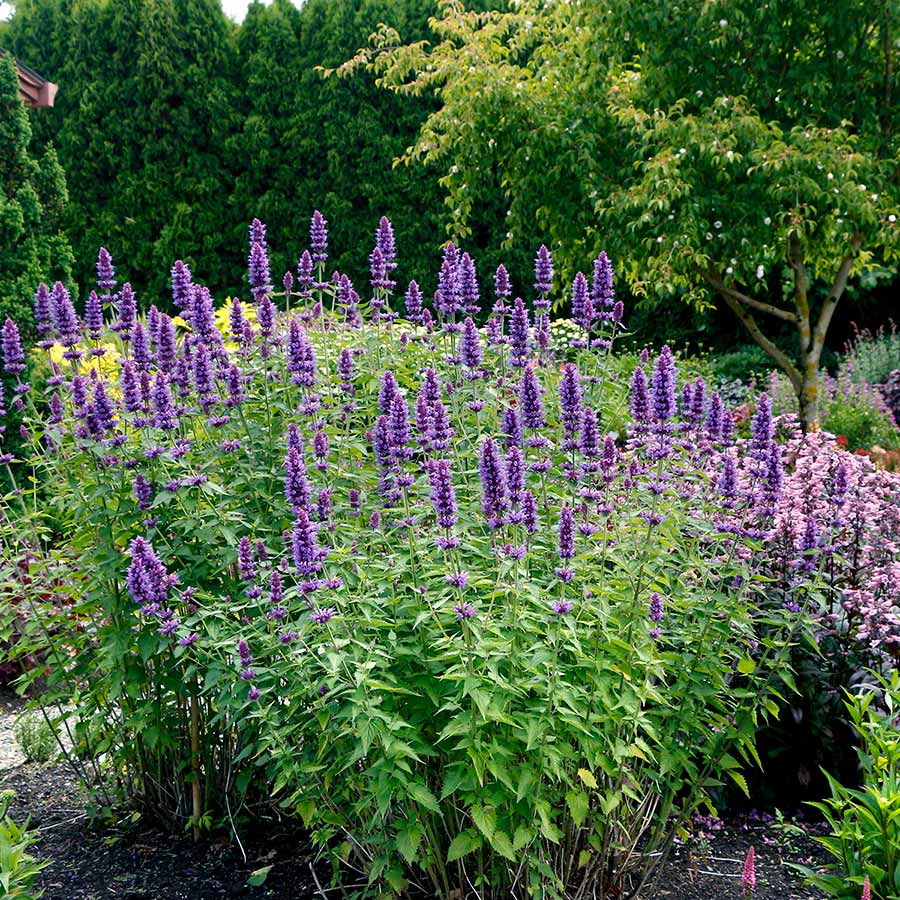 Agastache rugosa 'Blue Boa'